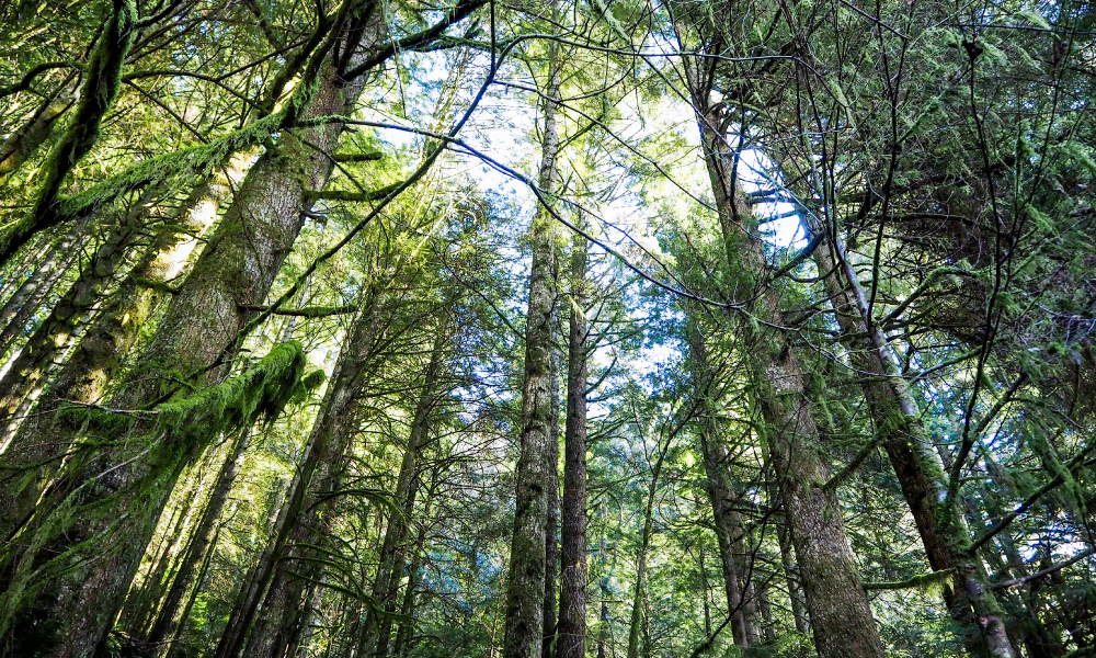 木造住宅への不安を払拭